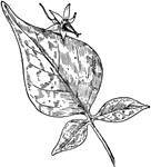 Of the Nightshade family (Solanaceae), the leaf and flower of the bittersweet nightshade (Solanum Dulcamara).