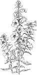 Of the Figwort family (Scrophulariaceae), the downy false foxglove (Gerardia flava).