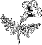 Of the Figwort family (Scrophulariaceae), the fern-leaved false foxglove (Gerardia pedicularia).