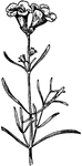 Of the Figwort family (Scrophulariaceae), the sea-side gerardia (Gerardia maritima).