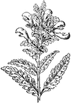 Of the Figwort family (Scrophulariaceae), Pedicularis lanceolata.
