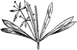 Of the Madder family (Rubiaceae), cleavers (Galium Aparine).