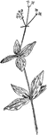 Of the Madder family (Rubiaceae), the licorice bedstraw (Galium circaezans).