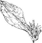 Of the Honeysuckle family (Caprifoliaceae), the feverwort (Triosteum perfoliatum).