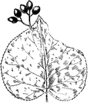 Of the Honeysuckle family (Caprifoliaceae), the hobble-bush (Viburnum alnifolium).