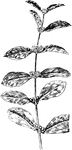 Of the Honeysuckle family (Caprifoliaceae), the Indian currant (Symphoricarpos orbiculatus) and the leaves of elder (Sambucus canadensis).