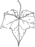 Of the Gourd family (Cucurbitaceae), the leaf of the one-seeded bur-cucumber (Sicyos angulatus).