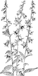 Of the Bellflower family (Campanulaceae), the bellflower (Campanula rapunculoides).