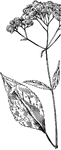 Of the Composite family (Compositae), Joe-Pye-weed (Eupatorium purpureum)