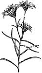 Of the Composite family (Compositae), the curved-leaved golden aster (Chrysopsis falcata).