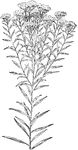 Of the Composite family (Compositae), the lance-leaved golden-rod (Solidago graminifolia).