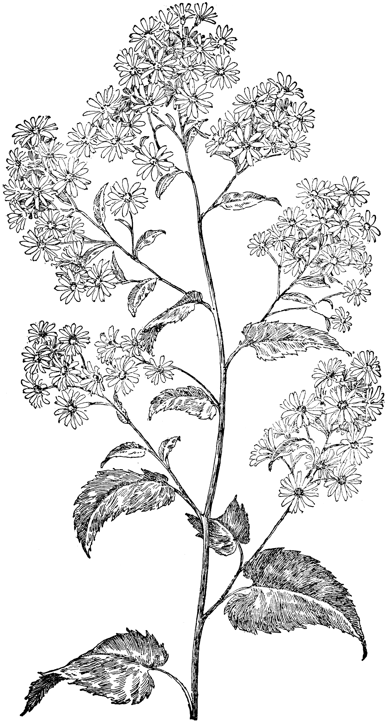 Heart-Leaved Aster | ClipArt ETC