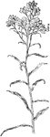 Of the Composite family (Compositae), the sweet everlasting (Gnaphalium polycephalum).