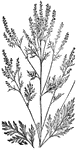 Of the Composite family (Compositae), the Roman wormwood (Ambrosia artemisiaefolia).