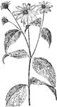 Of the Composite family (Compositae), the ten-petaled sunflower (Helianthus decapetalus).