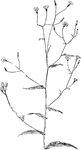Of the Composite family (Compositae), the Allegheny hawkweed (Hieracium paniculatum).
