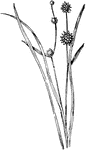 Of the bur-reed family (Sparganium), the small bur-reed (Sparganium minimum).