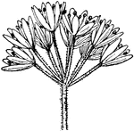 Of the bead lily family (Clintonia), the white clintonia (Clintonia umbellulata).