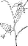 Of the dayflower family (Commelina), the slender dayflower (Commelina erecta).