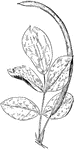 The Cassia tora or Senna obtusifolia.
