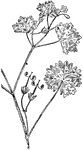 The roundleaf geranium or Geranium rotundifolium.