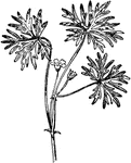The longstalk cranesbill or Geranium columbinum.