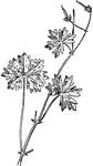 The awnless geranium or Geranium molle.
