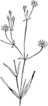 The grasslike starwort or Stellaria graminea.