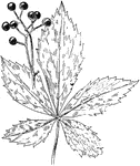 Of the vine family (Vitaceae), the leaf and berries of the Virginia creeper (Psedera quinquefolia).
