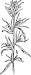 Of the figwort family (Scrophulariaceae), the small snapdragon (Antirrhinum Orontium).