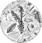 "Microscopic Section of Pitchstone, showing dendritic crystals." -Taylor, 1904