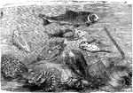 "Fish, trilobites, brachiopods, corals, and graptolites of the Palaeozoic epoch." -Taylor, 1904