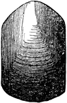 The shell of the brachiopod, Lingula Lewisii.