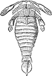 "Huge fossil Crustacean (Pterygotus Anglicus). Old Red Sandstone, Forfarshire." -Taylor, 1904