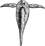 Pterichthys Milleri (sea scorpion), an armored fish of the Devonian period.