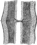 "Vertical section of Calamite, cut through node." -Taylor, 1904