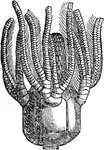 A paleozoic crinoid, Platycrinus trigintidactylus from carboniferous limestone in Ireland.