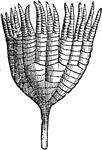 A paleozoic crinoid, Ichtyocrinus laevis found in Silurian limestone in North America.