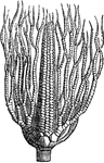A paleozoic crinoid, Taxocrinus briareus found in Devonian limestone.
