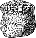 A paleozoic crinoid, Rhodocrinus crenatus.