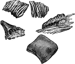 "Teeth and Scales of Carboniferous Fish." -Taylor, 1904