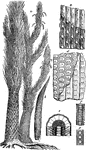 "a Sigillaria (restored); b leaflet; c & d impressions on bark; e section of stem; f portion of cylinder, magnified." -Taylor, 1904