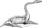The skeleton of Plesiosaurus.