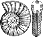 "Ammonites obtusus. Side view of ditto." -Taylor, 1904