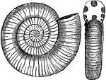 "Ammonites communis. Side view of ditto." -Taylor, 1904