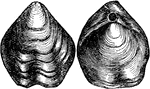"Terebratula biplicata&ndash;a common fossil." -Taylor, 1904