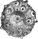 "Cidaris coronata&ndash;a common Oolitic echinoderm." -Taylor, 1904