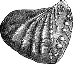 "Trigonia&ndash;a common Oolitic fossil." -Taylor, 1904