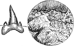 "Fossil Oolitic fish tooth…section of tooth magnified." -Taylor, 1904