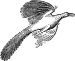 "Archaeopteryx (restored), from the Oolitic limestone of Solenhofen." -Taylor, 1904